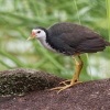 Chrastal beloprsy - Amaurornis phoenicurus - White-breasted Waterhen o2653